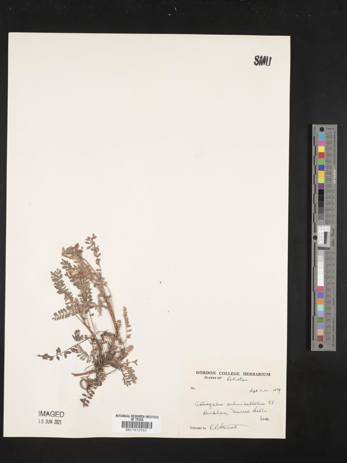 Astragalus subumbellatus image