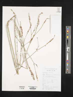 Astragalus melilotoides image
