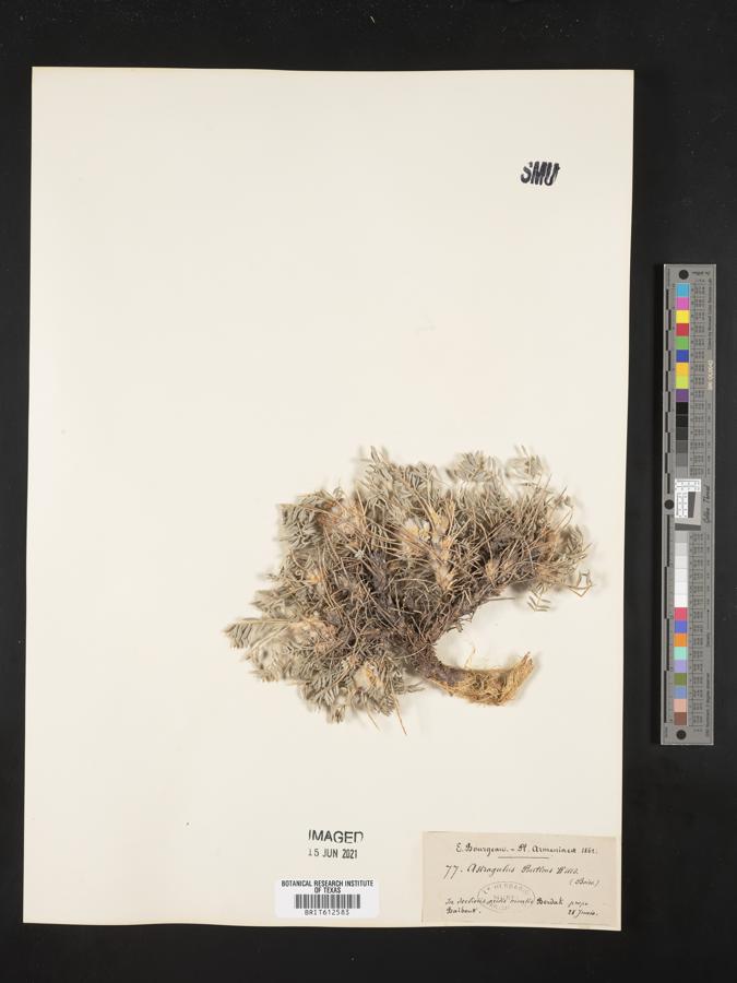 Astragalus ponticus image