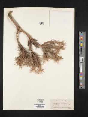 Astragalus angustifolius image