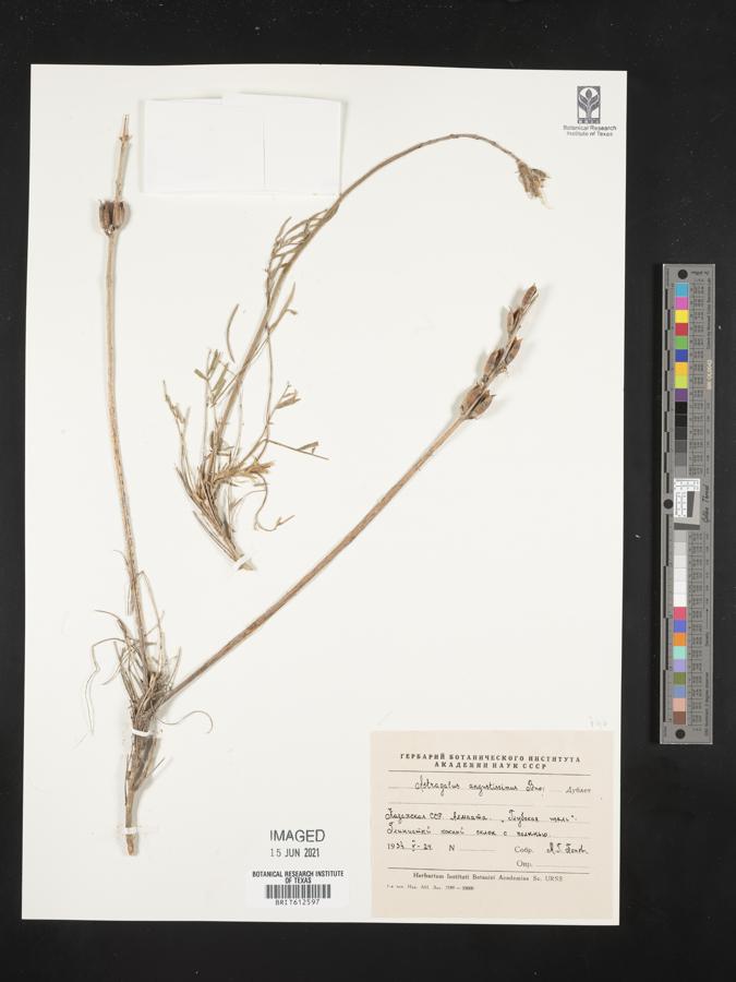 Astragalus angustiflorus image