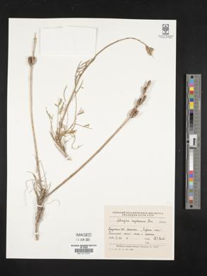 Image of Astragalus angustiflorus