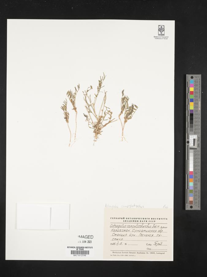 Astragalus campylorrhynchus image