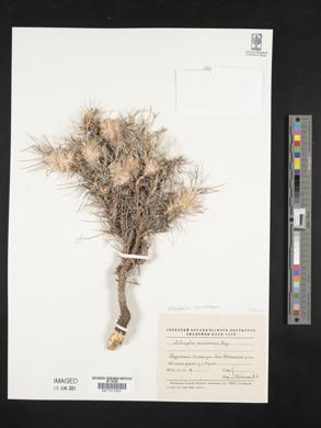 Astragalus cerasocrenus image