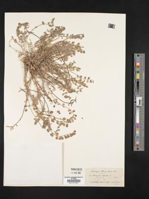 Astragalus depressus image