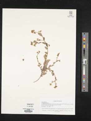 Image of Crotalaria acicularis