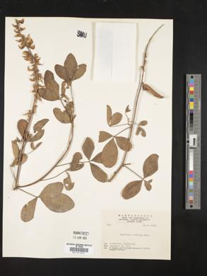 Crotalaria saltiana image