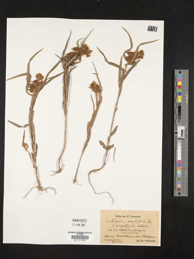 Crotalaria sessiliflora subsp. sessiliflora image