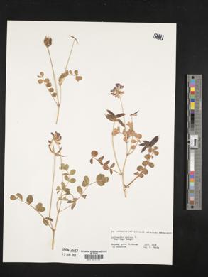 Astragalus sinicus image