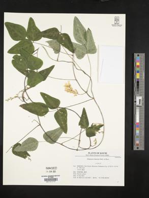 Dumasia truncata image