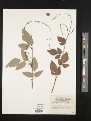 Hylodesmum podocarpum subsp. oxyphyllum image