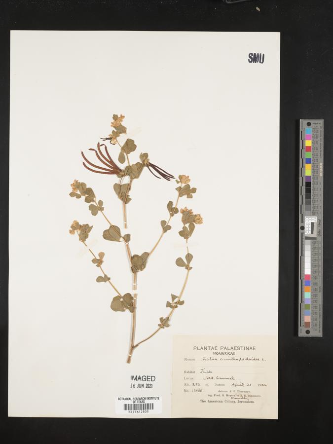 Lotus ornithopodioides image