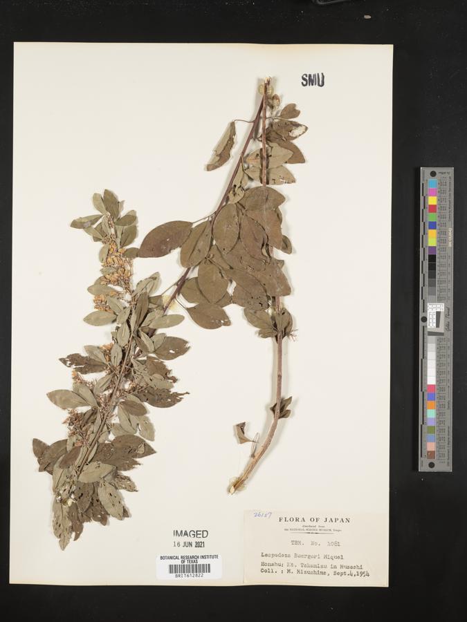 Lespedeza buergeri image
