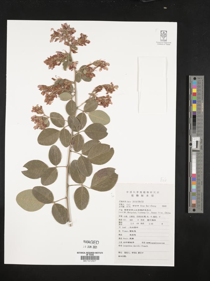 Lespedeza davidii image