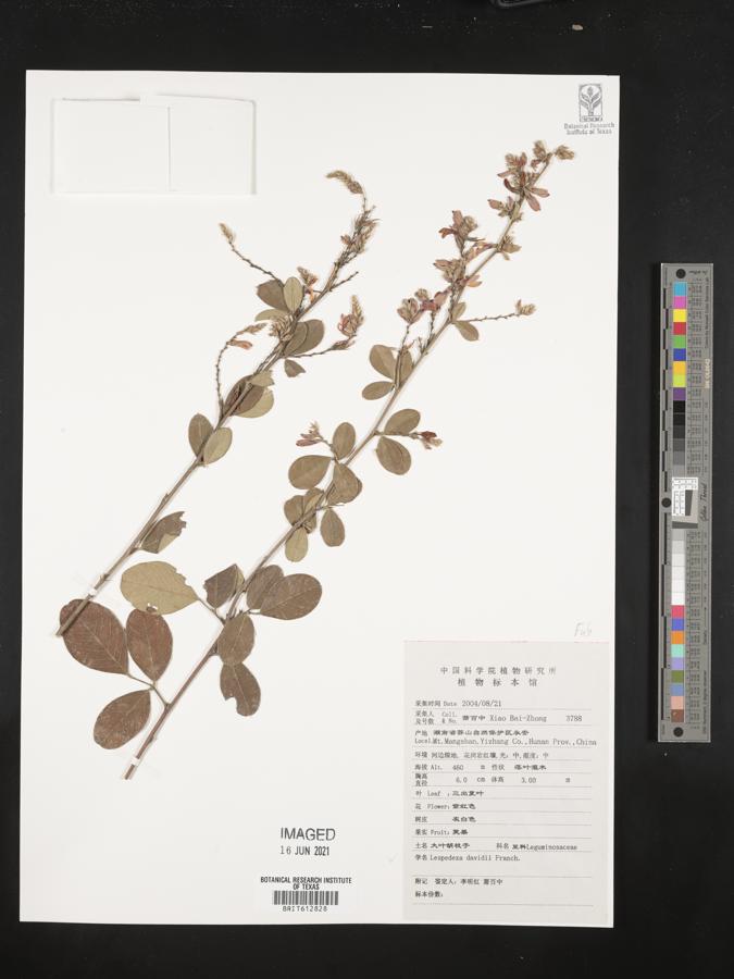 Lespedeza davidii image