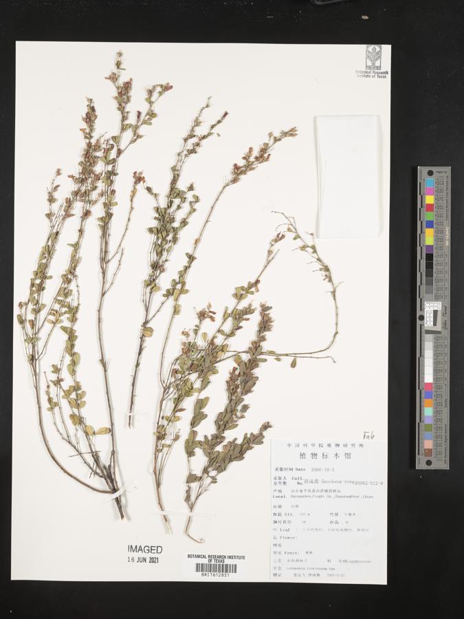 Lespedeza floribunda image