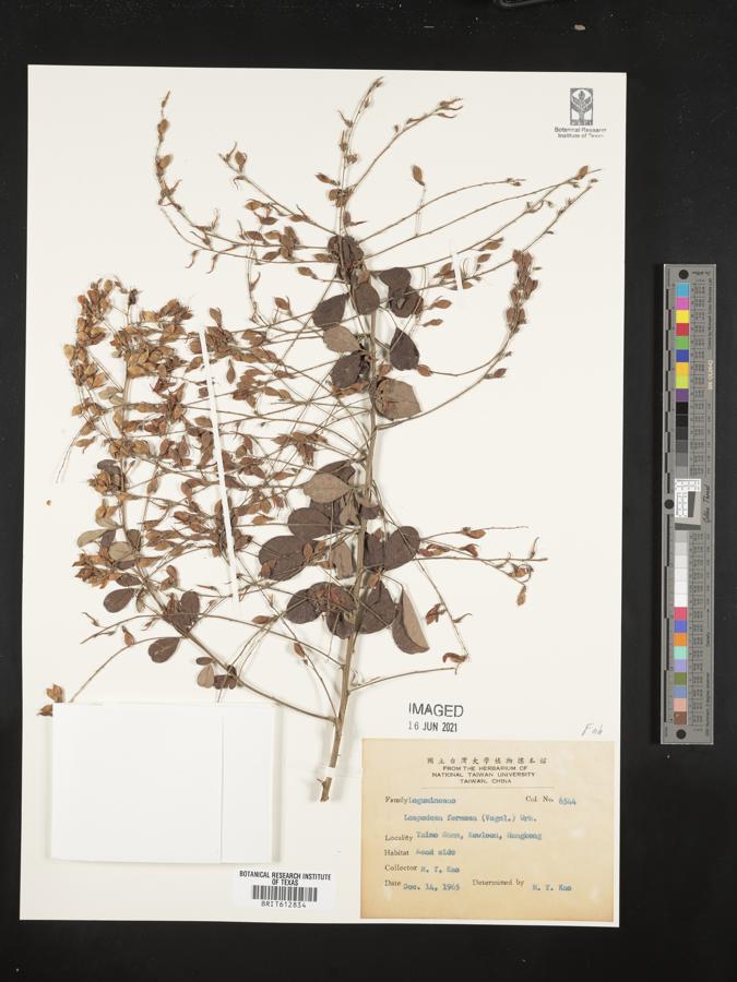 Lespedeza formosa image