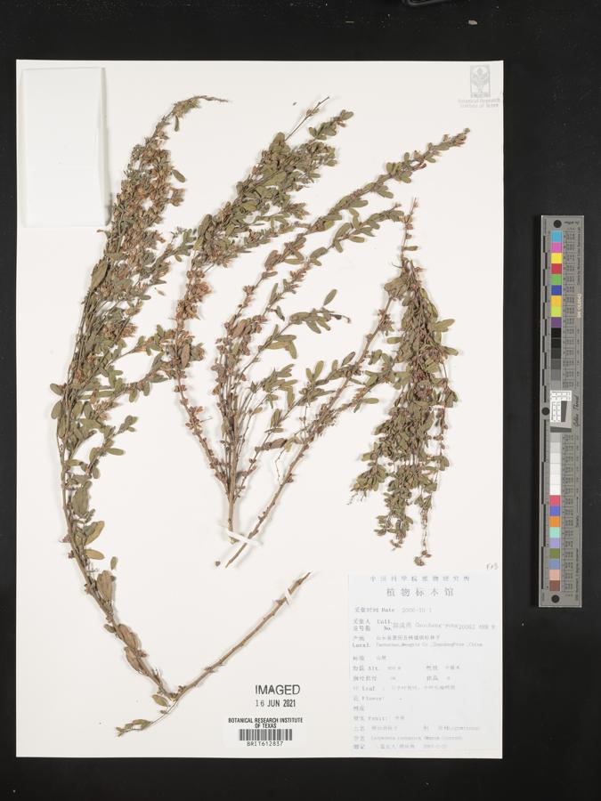 Lespedeza inschanica image