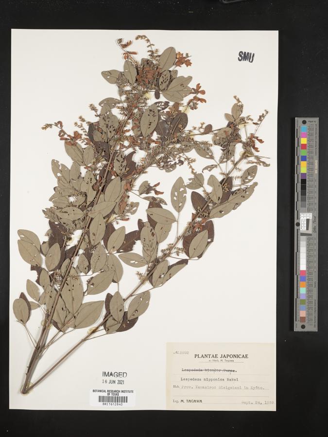 Lespedeza thunbergii subsp. thunbergii image