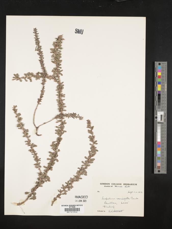 Lespedeza juncea var. variegata image