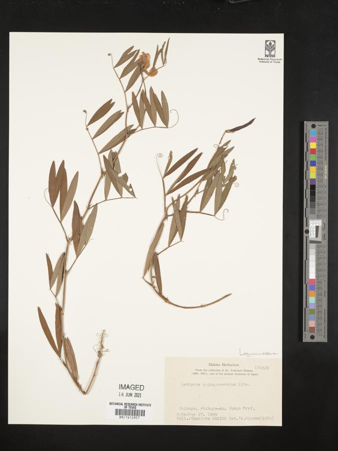 Lathyrus quinquenervius image