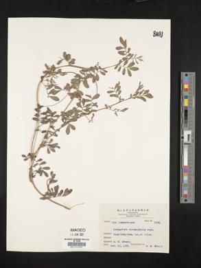 Indigofera endecaphylla image
