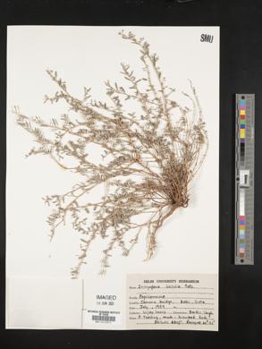 Indigofera linifolia image