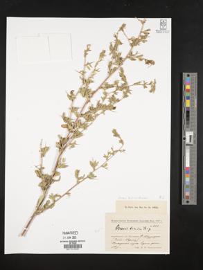 Ononis spinosa subsp. hircina image