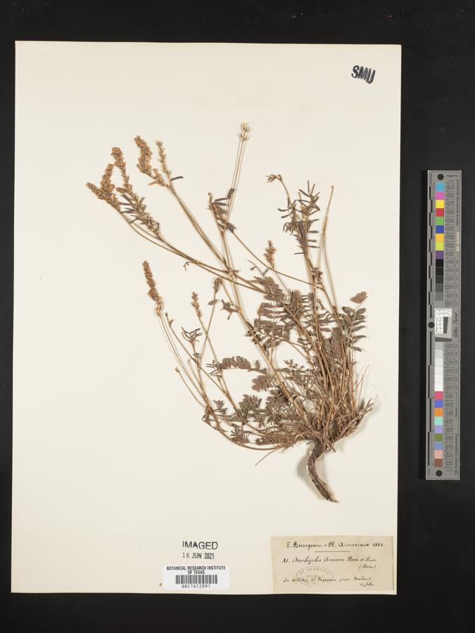 Onobrychis arenaria subsp. cana image