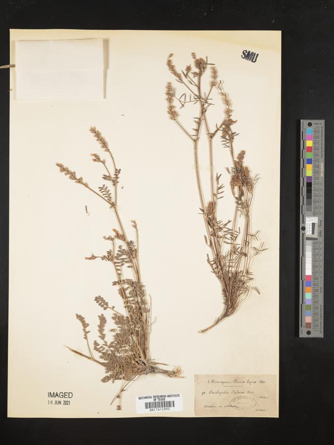 Onobrychis montana subsp. cadmea image