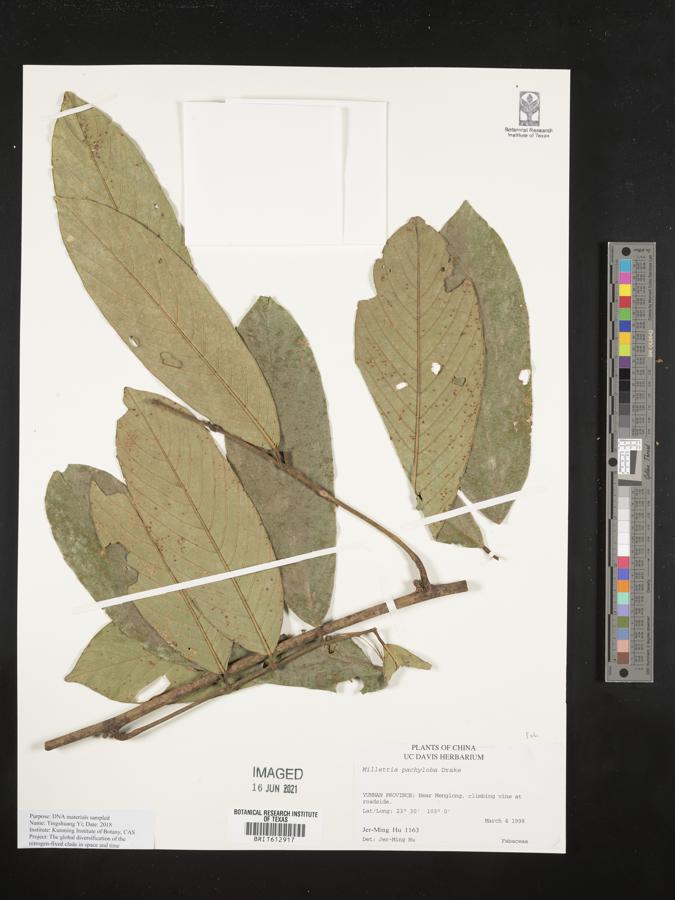 Millettia pachyloba image