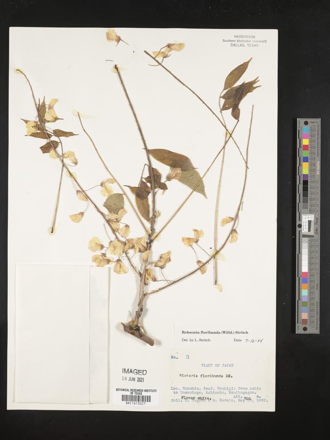 Rehsonia floribunda image