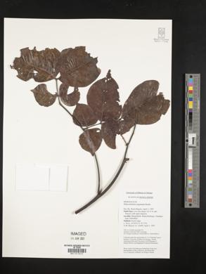 Archidendron clypearia subsp. clypearia image