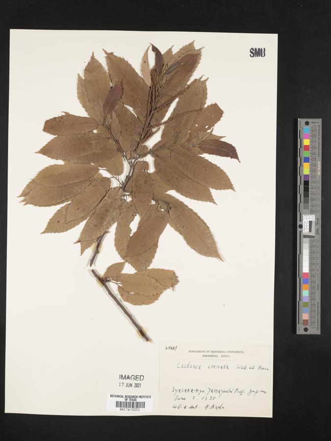 Castanea crenata image