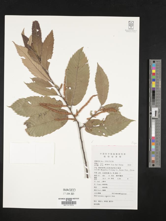 Castanea seguinii image