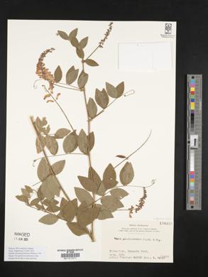 Vicia pseudo-orobus image