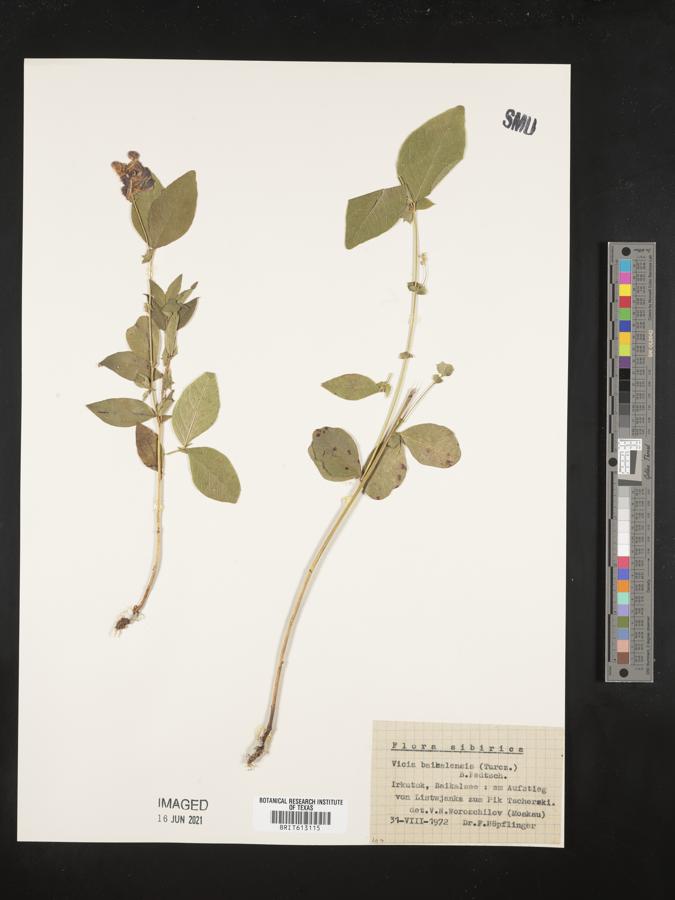 Vicia ramuliflora image