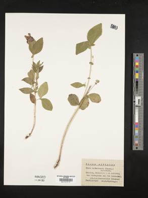 Image of Vicia ramuliflora