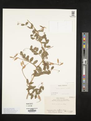 Vicia japonica image