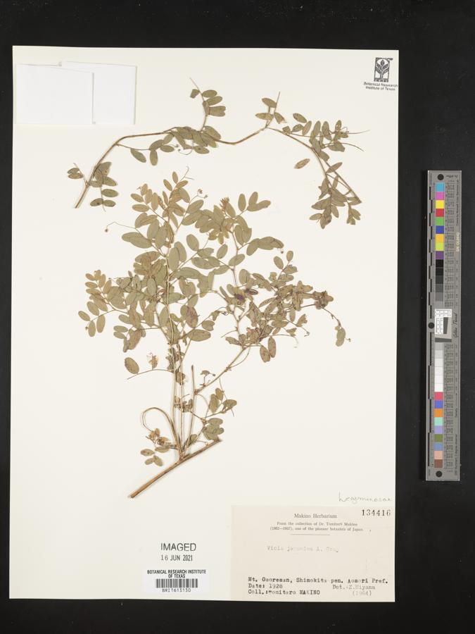 Vicia japonica image