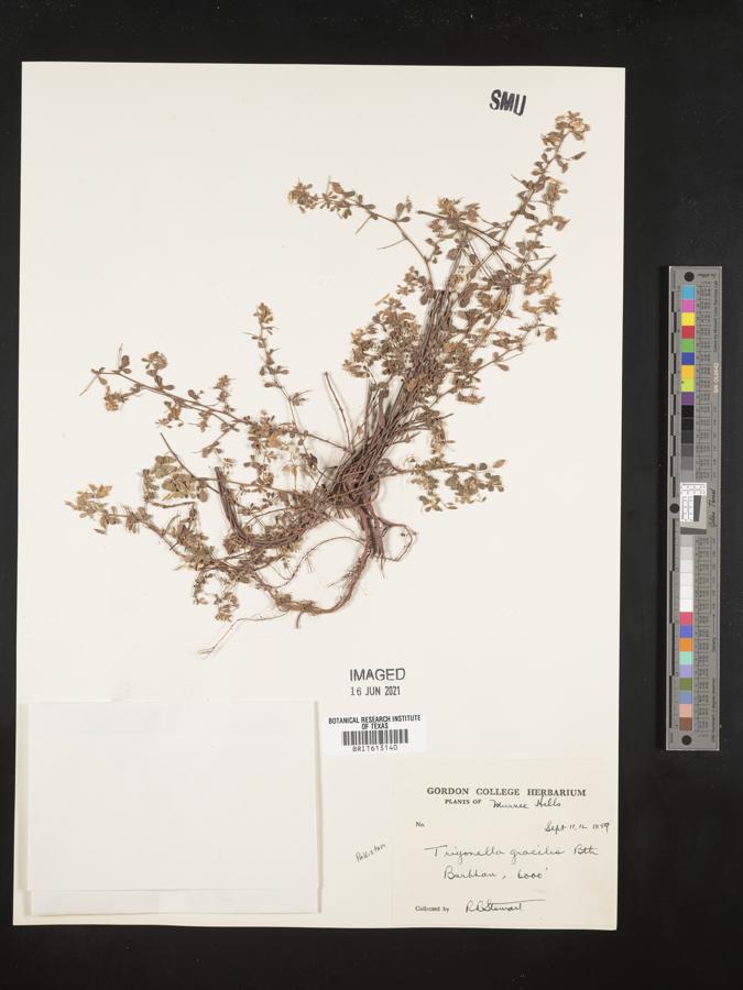 trigonella gracilis image