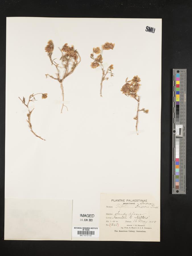 Trifolium boissieri image