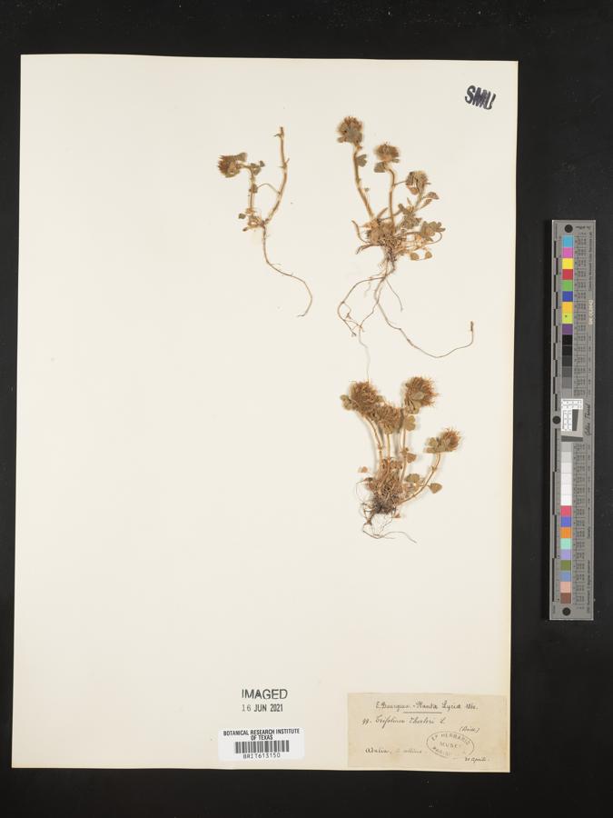 Trifolium cherleri image