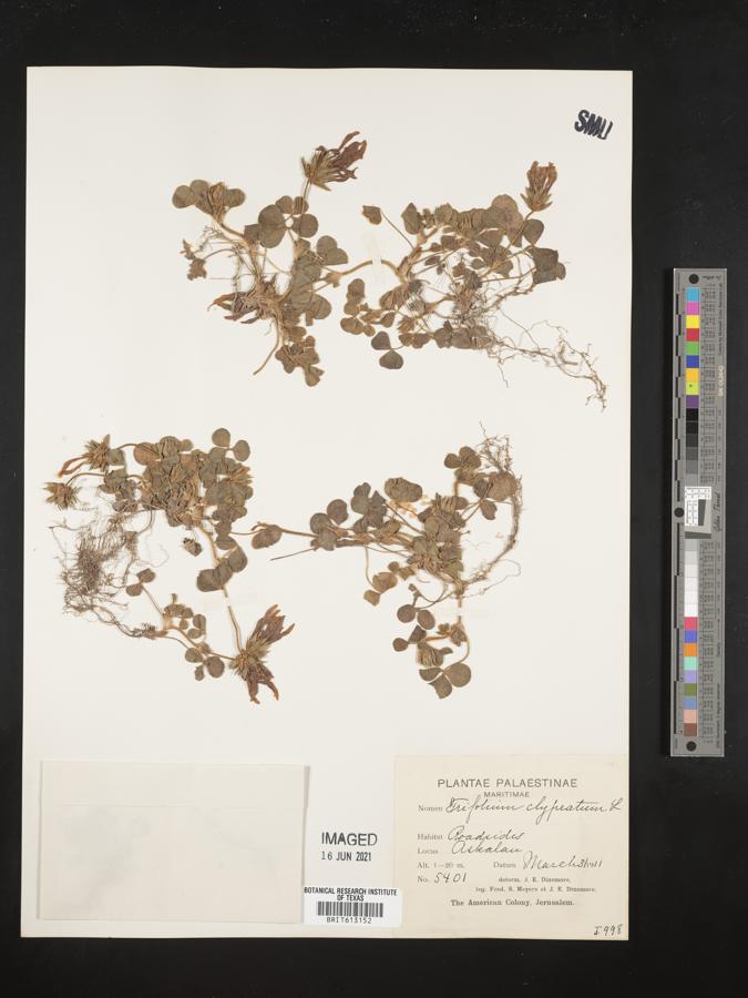 Trifolium clypeatum image