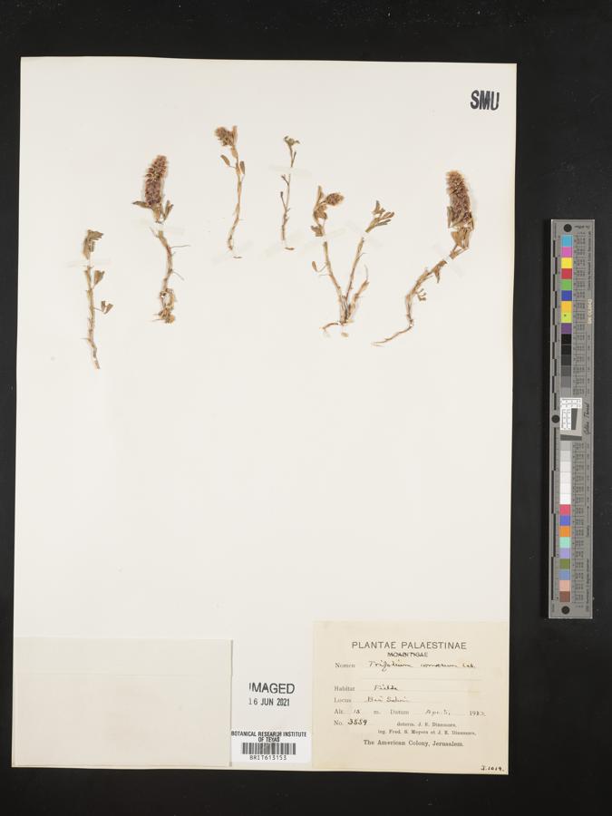 Trifolium billardierei image