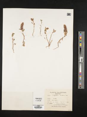 Image of Trifolium billardierei