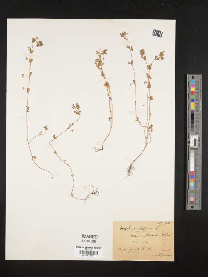 Trifolium filiforme image