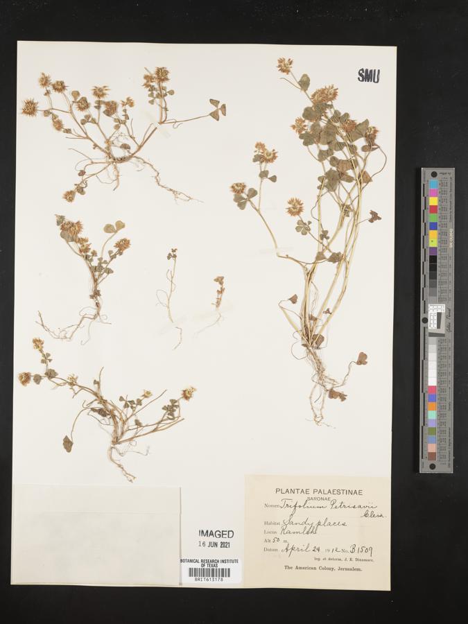 Trifolium nigrescens subsp. petrisavii image