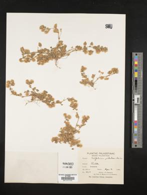 Trifolium pilulare image