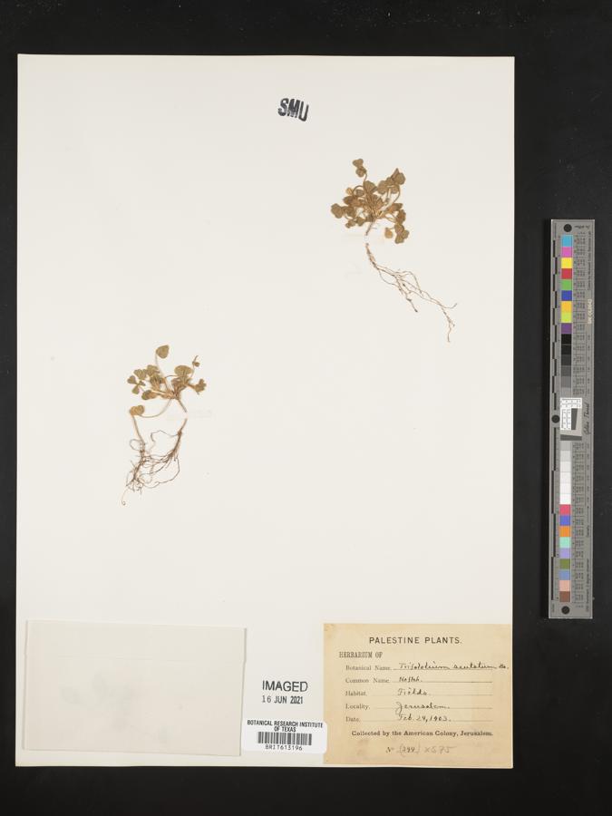 Trifolium scutatum image